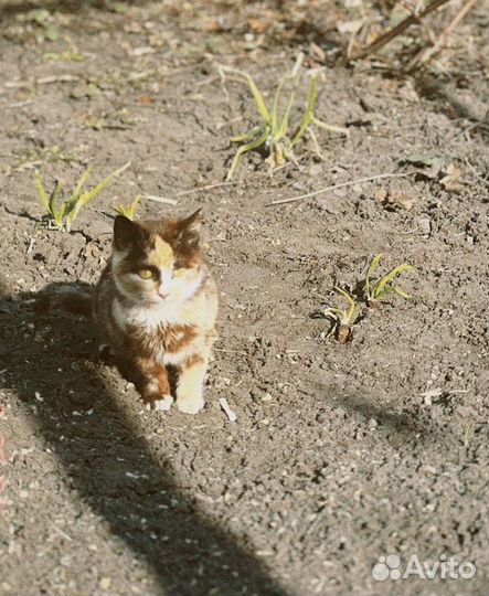Котенок