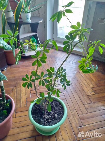 Комнатный цветок Шеффлера