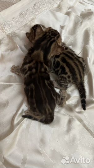 Бенгальские котята