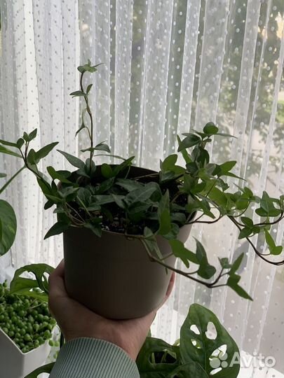 Плющь хедера