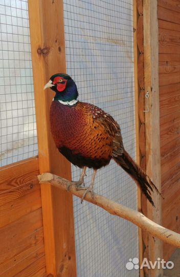 Продаю фазанов охотничьих