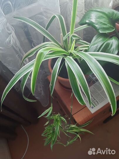 Хлорофитум хохлатый