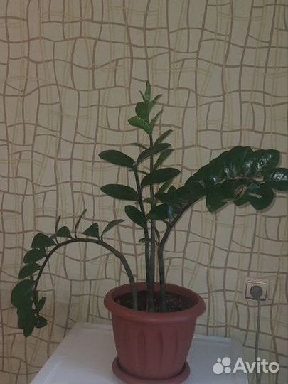 Замиокулькас