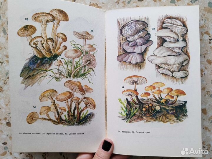 Грибы на вашем столе (цветные иллюстрации)