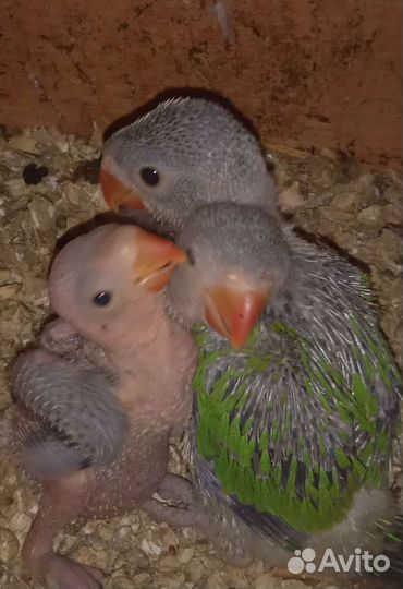 Ожереловый попугай птенец выкормыш