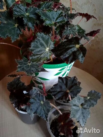 Бегонии разные