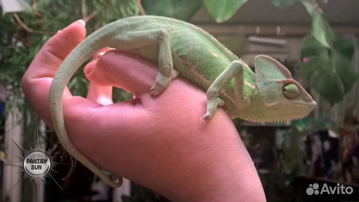 Йеменский хамелеон, малыши самки