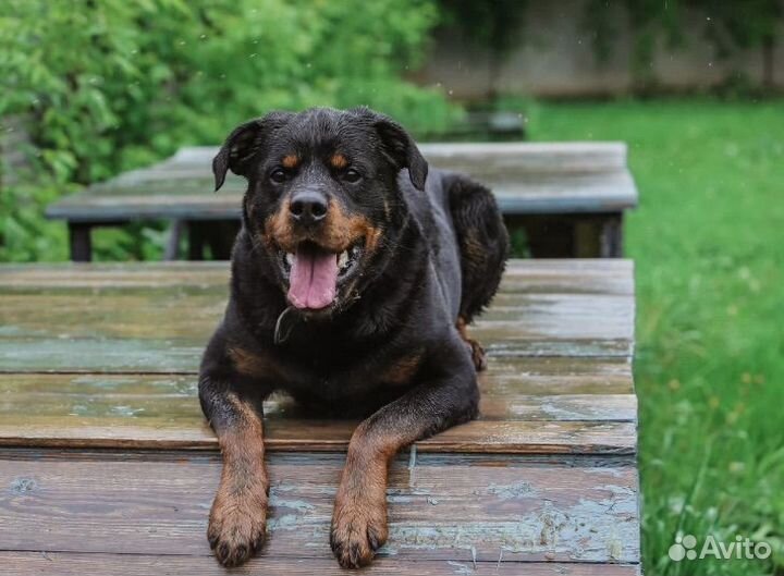 Выгуливать собак работа