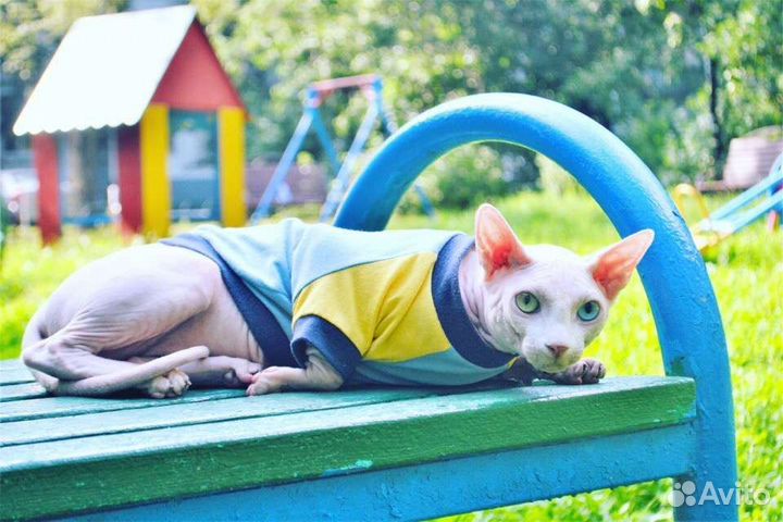 Канадский сфинкс Вязка