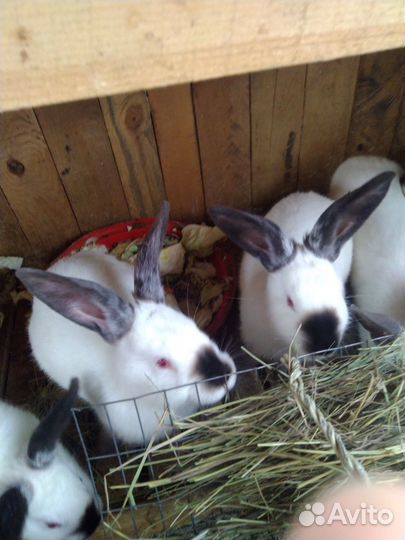 Калифорнийские кролики