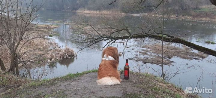 Пекинес вязка