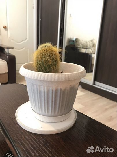 Кактус декоративный