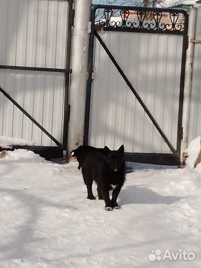 Отдам даром бесплатно животные