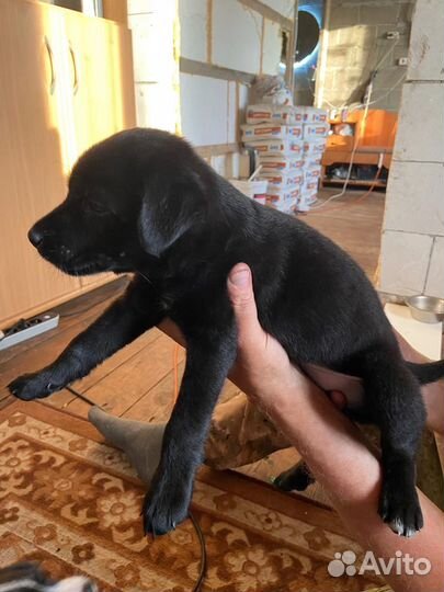 Отдам щенков от маленькой собачки