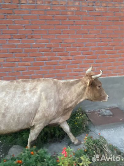 Дойная корова