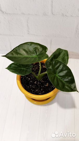 Детки редкой алоказии Регал Шилдс