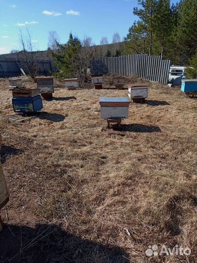 Продам пчелосемьи
