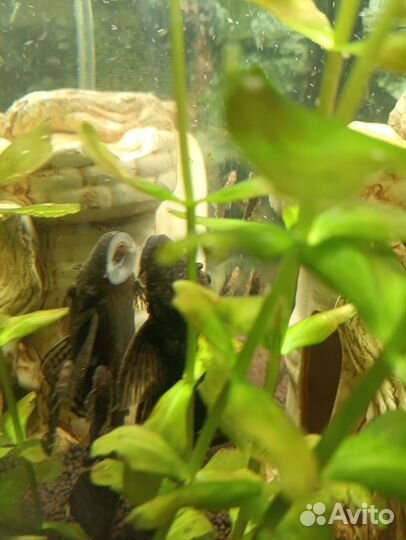 Сомики анциструсы малыши 1+ 1 в подарок