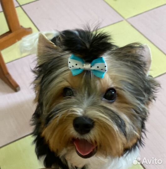 Йокширский терьер девочка