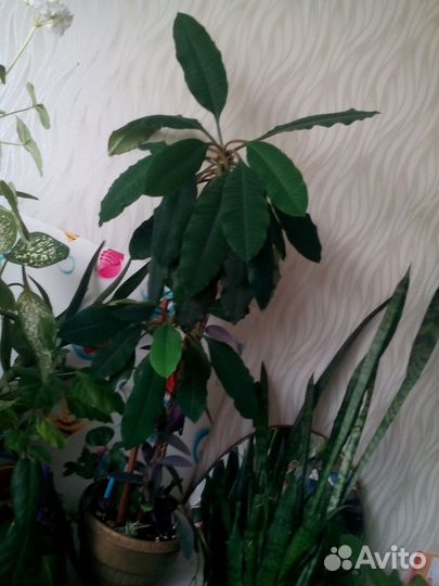 Цветы