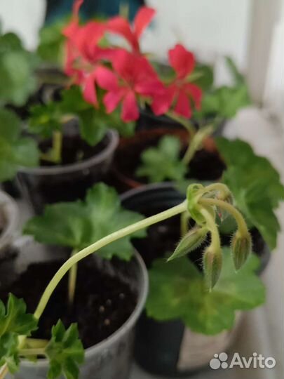 Пеларгония герань плющ