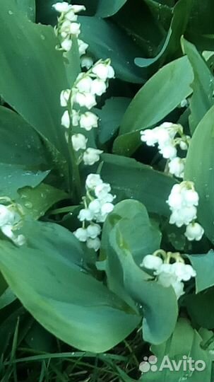 Многолетники