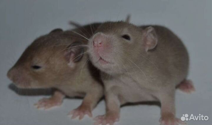 Эксклюзивные крысята Дамбо малыши