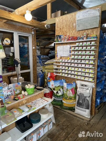 Домашние животные