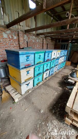 Пчелы и улья