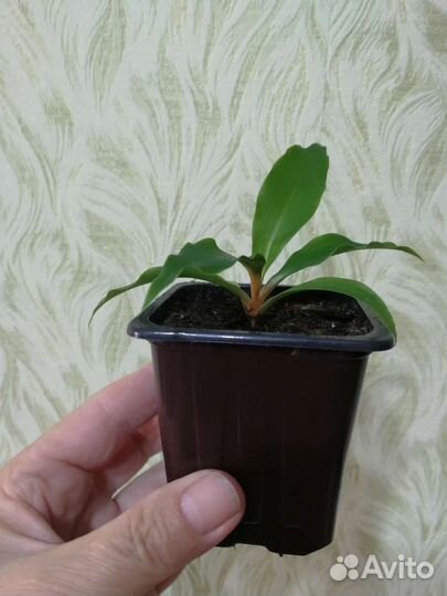 Домашние цветы