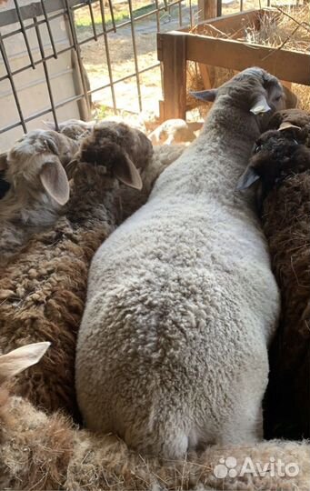Баран Немецкий Суффолк