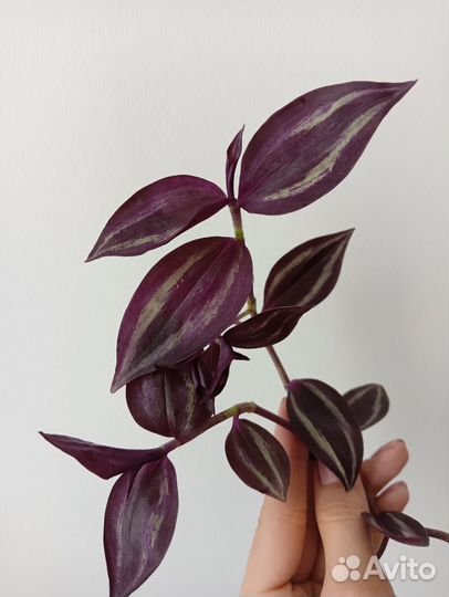 Традесканции (укоренённые черенки)