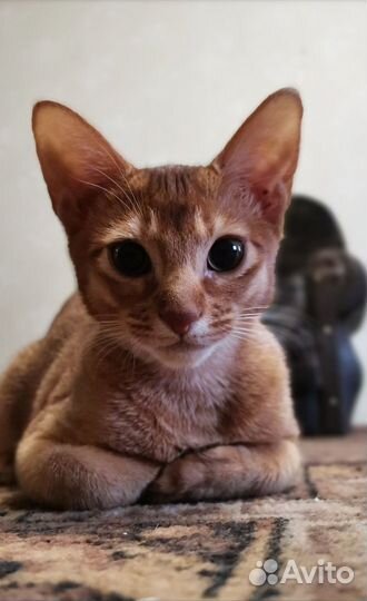 Котенок абиссинский (соррель)
