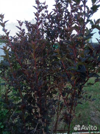 Саженцы пузыреплодника,спиреи,бересклет,жимолость