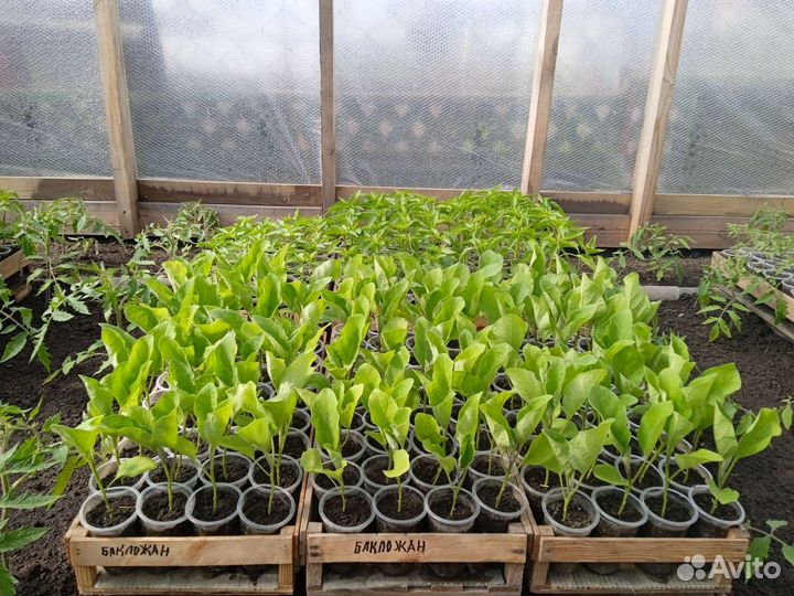 Рассада баклажан и перца