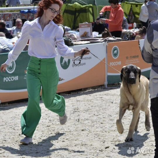 Щенки турецкого кангала