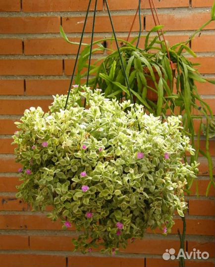 Для подвесных кашпо