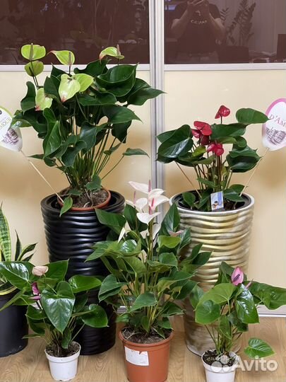 Антуриум Адиос Ред,Фреш Лове,Ягуар Греен