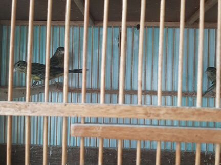 Канарейки.Кеноры певчие