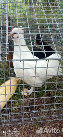 Китайские шелковые куры