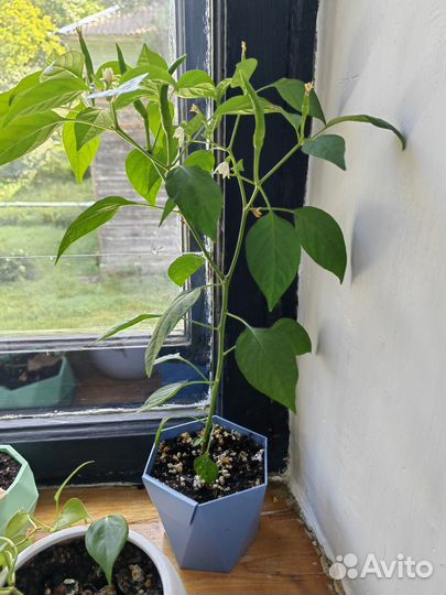 Острый перец в горшке комнатный