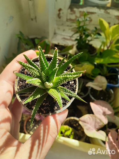 Хавортия жемчужная