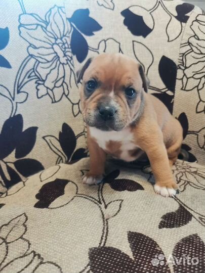 Стаффордширский бультерьер