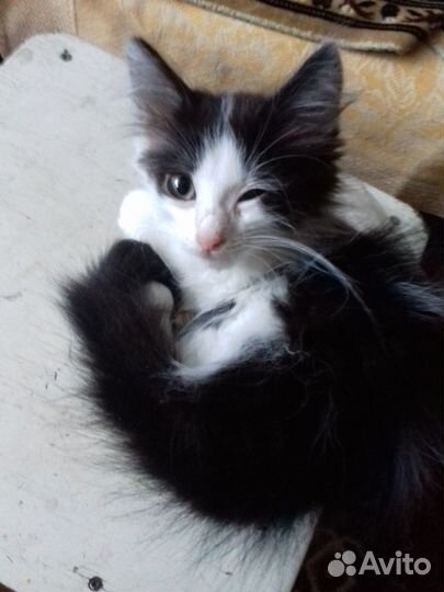 Пушистый котёнок мальчик в добрые руки