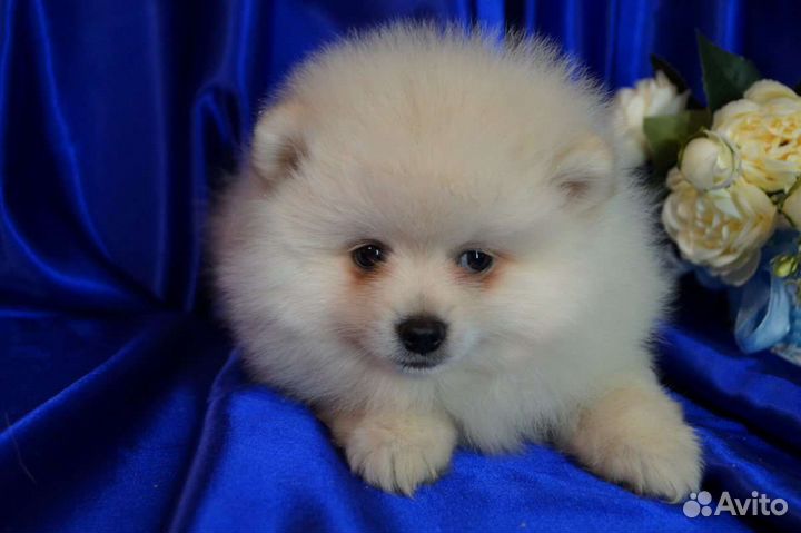 Померанский шпиц большой выбор щенков