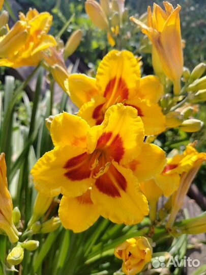 Лилейники сортовые