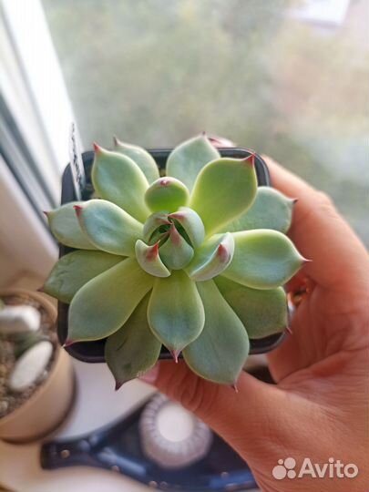 Кактусы и суккуленты