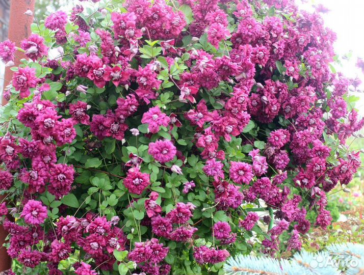 Клематис саженцы