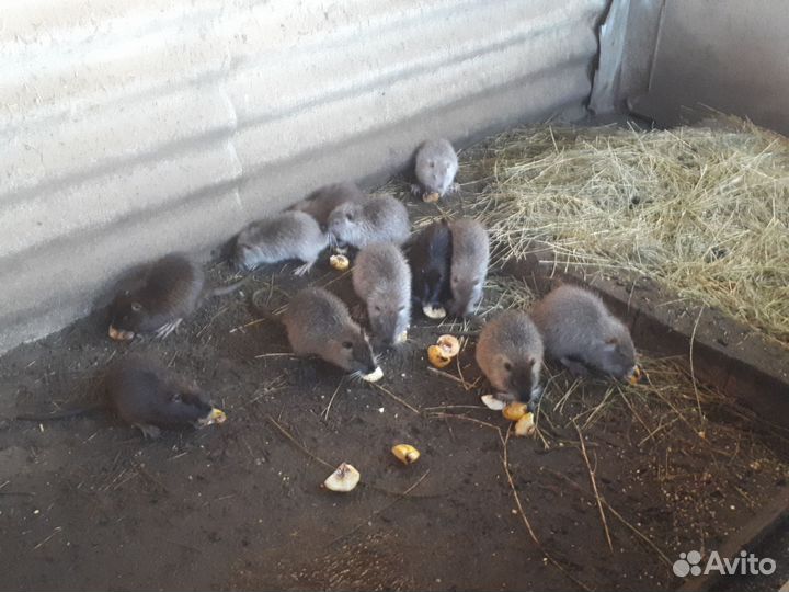 Нутрии на племя