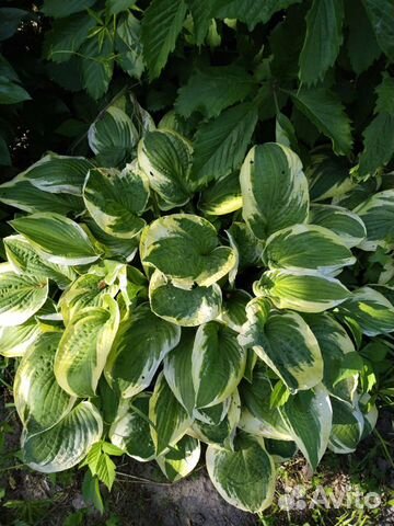 Многолетние садовые растения